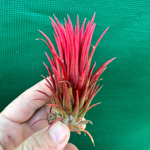 Tillandsia - ionantha 'Two Tone' ex. RFI NEW