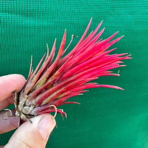 Tillandsia - ionantha 'Two Tone' ex. RFI NEW