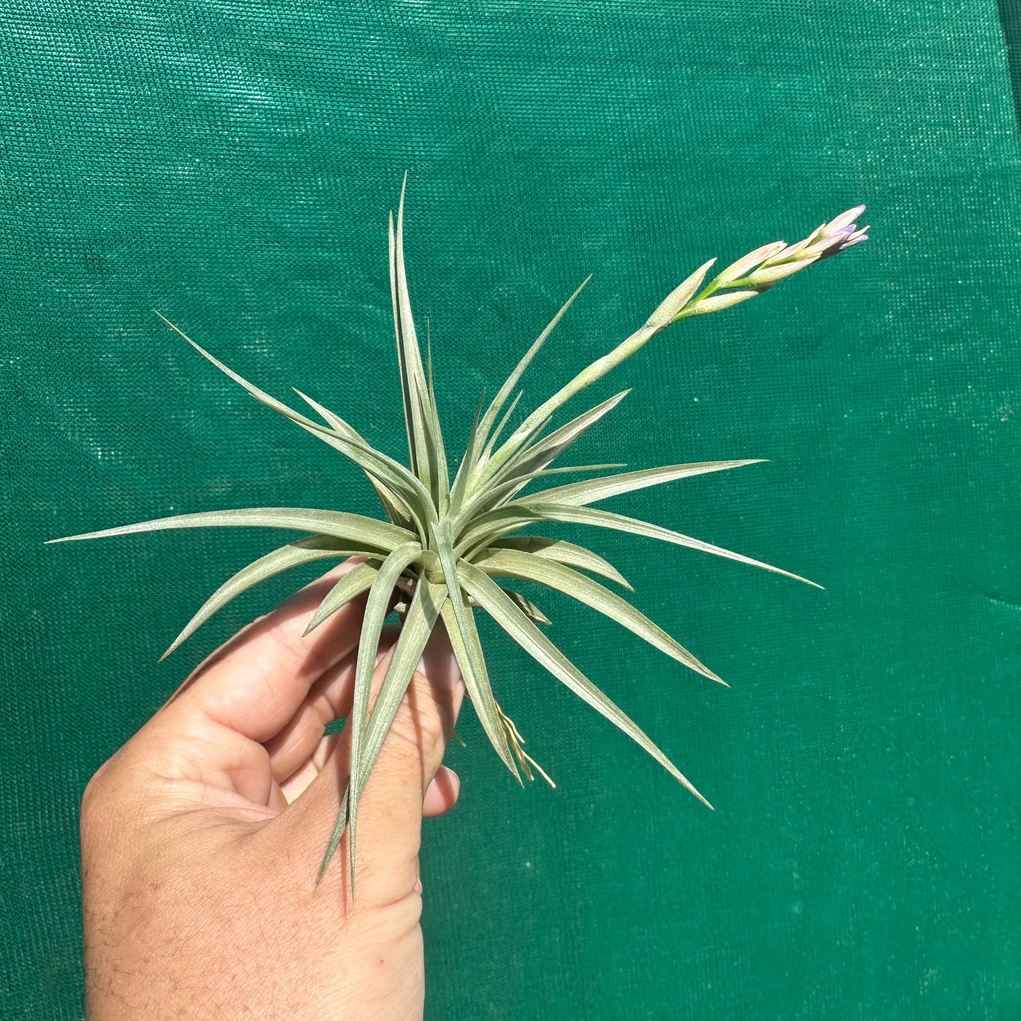 Tillandsia - pucaraensis ex BOE