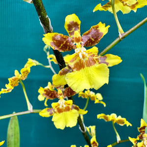 Orchid - Oncidium ‘Dancing Lady’ NEW