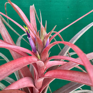 Tillandsia - Love Knot ex. CC