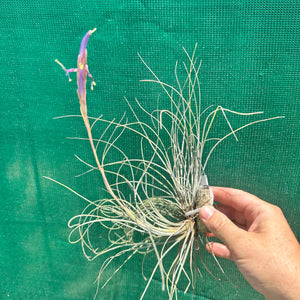 Tillandsia - bartramii