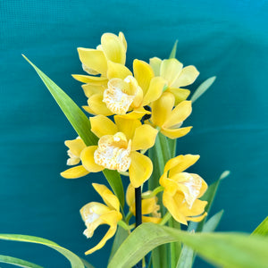 Orchid - Cymbidium ‘Tracet Reddaway Sungold’ NEW