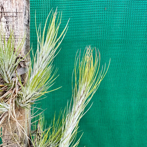 Tillandsia - funckiana ‘Very Strict Form’ ex. PT NEW