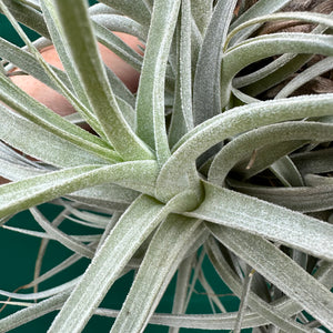 Tillandsia - leonamiana BFPB ex. PT NEW