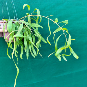 Pseudorhipsalis Ramulosa Green - R30