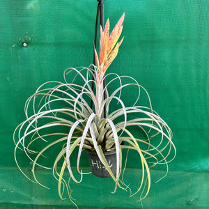 Tillandsia - zacapanensis ex. PT NEW