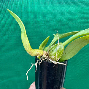 Orchid - Bulbophyllum smitinandii NEW