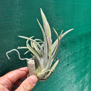 Tillandsia - klausii ex. BD NEW