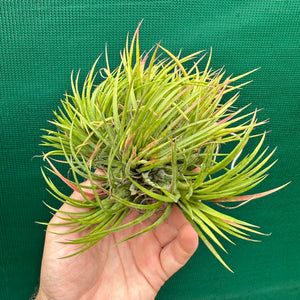 Tillandsia - ionantha 'Large Form Mullers' ex. JO