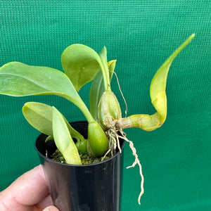 Orchid - Bulbophyllum smitinandii NEW