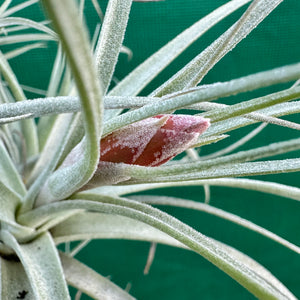 Tillandsia - aeranthos ‘Silver’ NEW