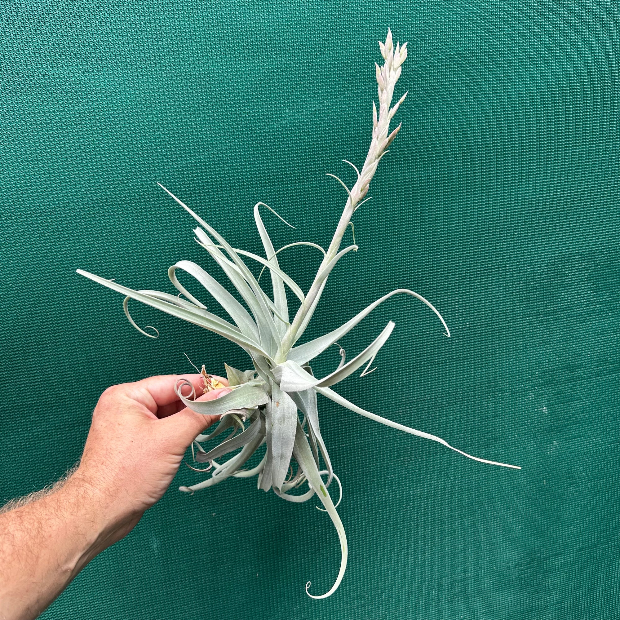 Tillandsia - Don Malarkey RFI ex. PT NEW