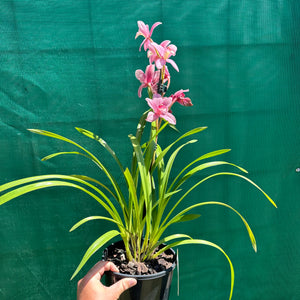 Orchid - Cymbidium ‘Paddy Green’ NEW