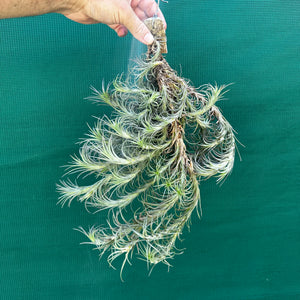 Tillandsia - Silver Comb ex. RFI NEW