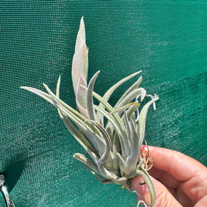 Tillandsia - klausii ex. BD NEW