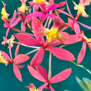 Epidendrum ‘Elizabeth II’