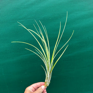 Tillandsia - Seaborn NEW