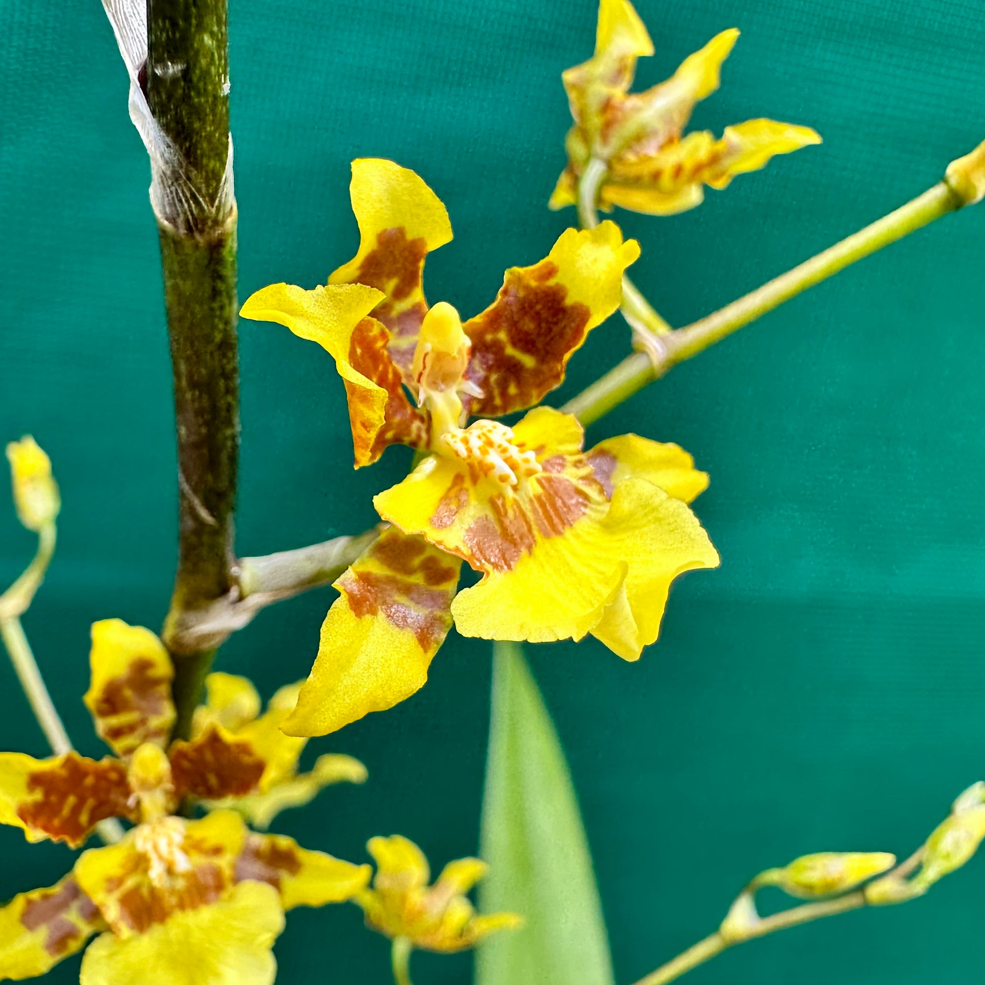 Orchid - Oncidium ‘Dancing Lady’ NEW