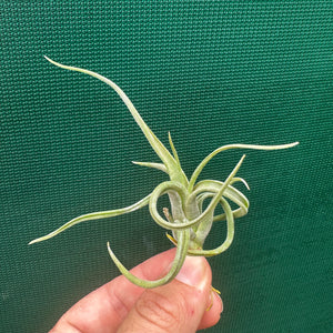 Tillandsia - paucifolia x caput-medusae ex. CV NEW