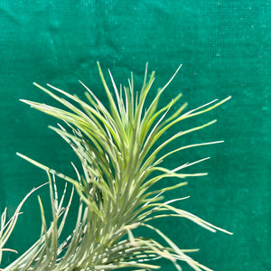 Tillandsia - tenuifolia ‘Valhalla S. Africa’ ex. PT NEW