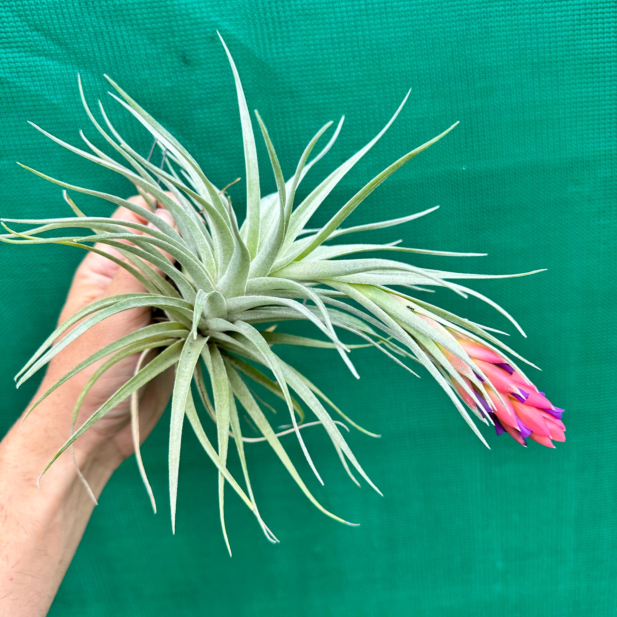 Tillandsia - Tamaree NEW