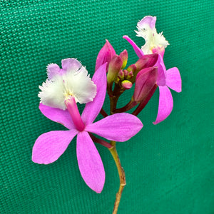 Epidendrum ‘Hybrid Pink’