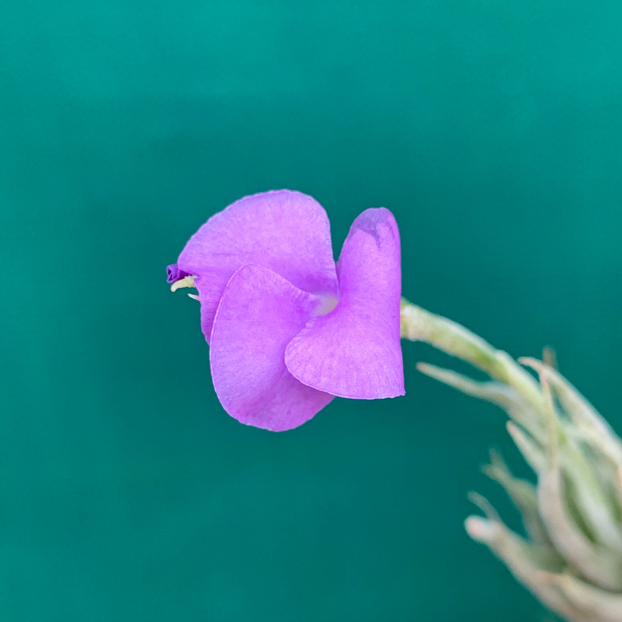 Tillandsia - kirschneckii