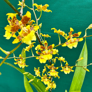 Orchid - Oncidium ‘Dancing Lady’ NEW