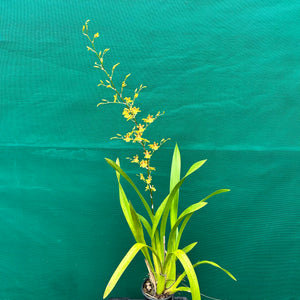 Orchid - Oncidium ‘Dancing Lady’ NEW