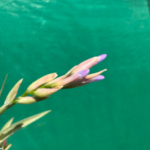 Tillandsia - pucaraensis ex BOE