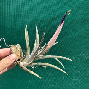 Tillandsia - klausii ex. BD NEW