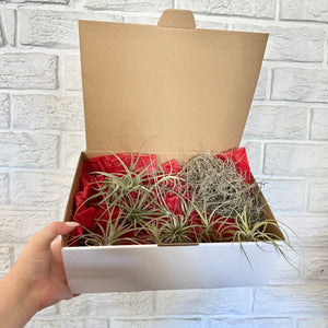 Air Plant Gift Box