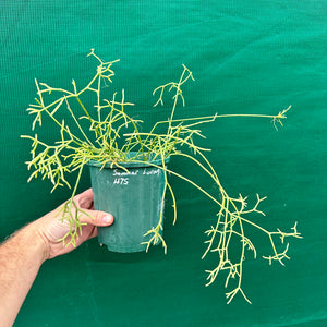 Rhipsalis cereuscula - R4