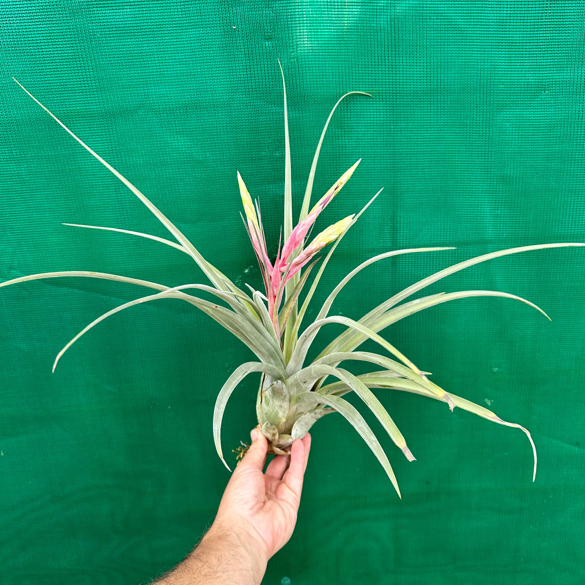 Tillandsia - Hot Stuff ex. BG NEW