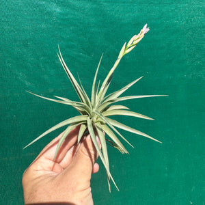 Tillandsia - pucaraensis ex BOE