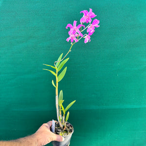 Orchid - Dendrobium x superbiens Var. Java NEW
