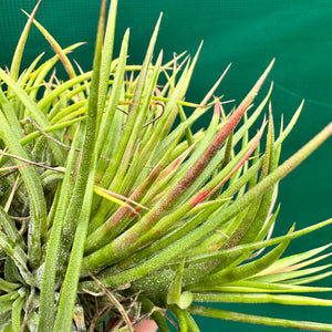 Tillandsia - ionantha 'Large Form Mullers' ex. JO