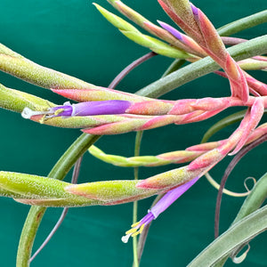 Tillandsia - caput-medusae ‘Giant Form’ ? NEW