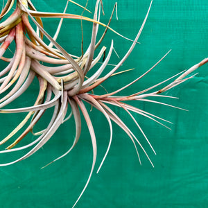 Tillandsia - buchlohii ex. PT NEW