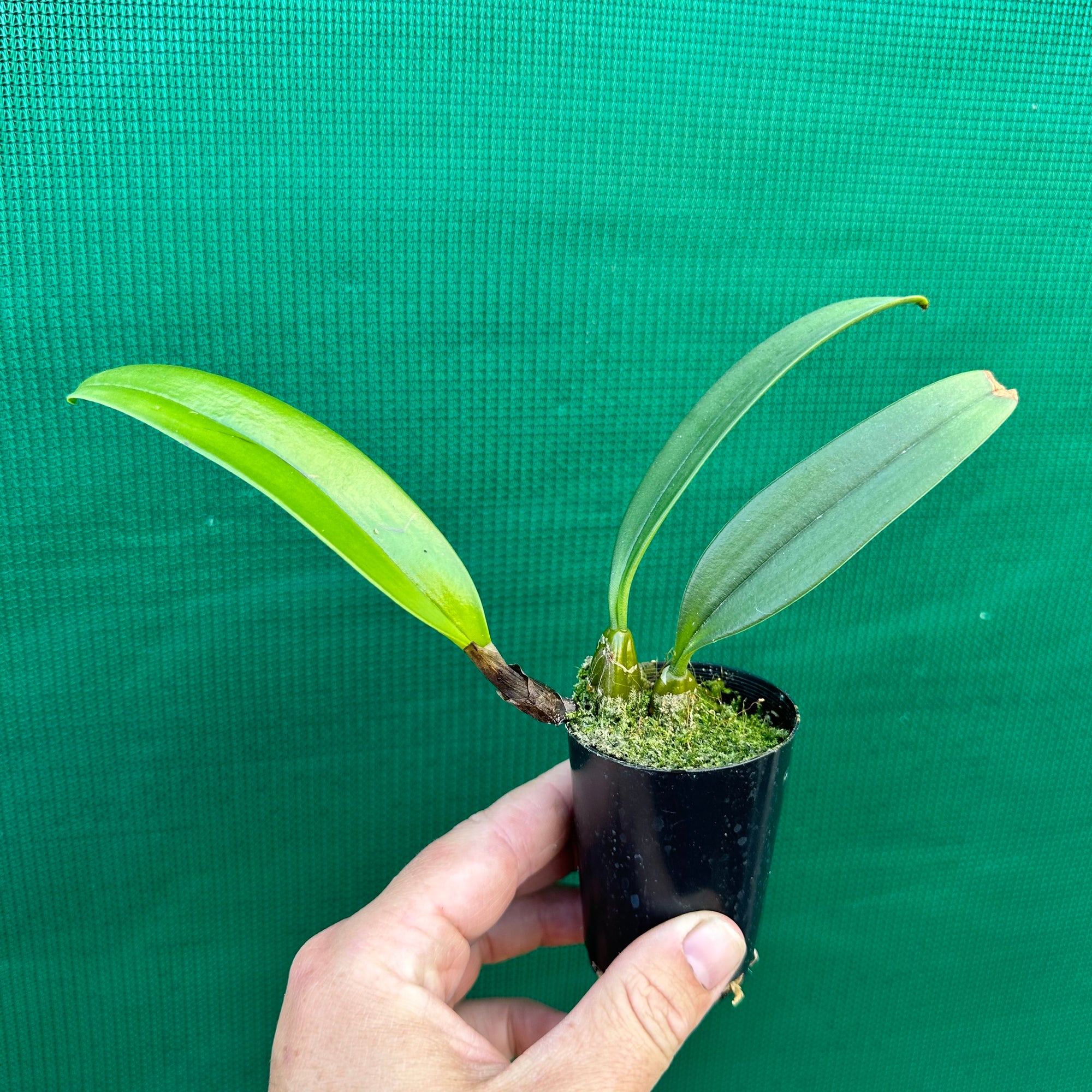 Orchid - Bulbophyllum wendlandianum NEW