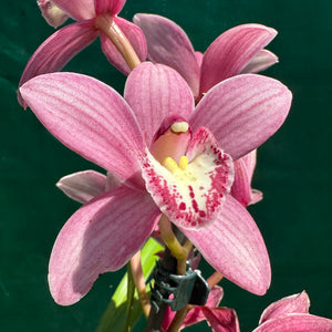 Orchid - Cymbidium ‘Paddy Green’ NEW