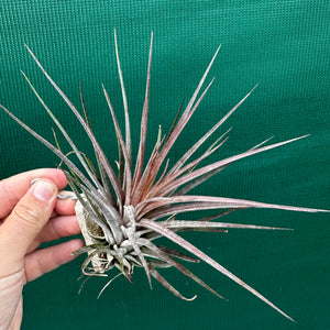 Tillandsia - Curra ex. BD NEW