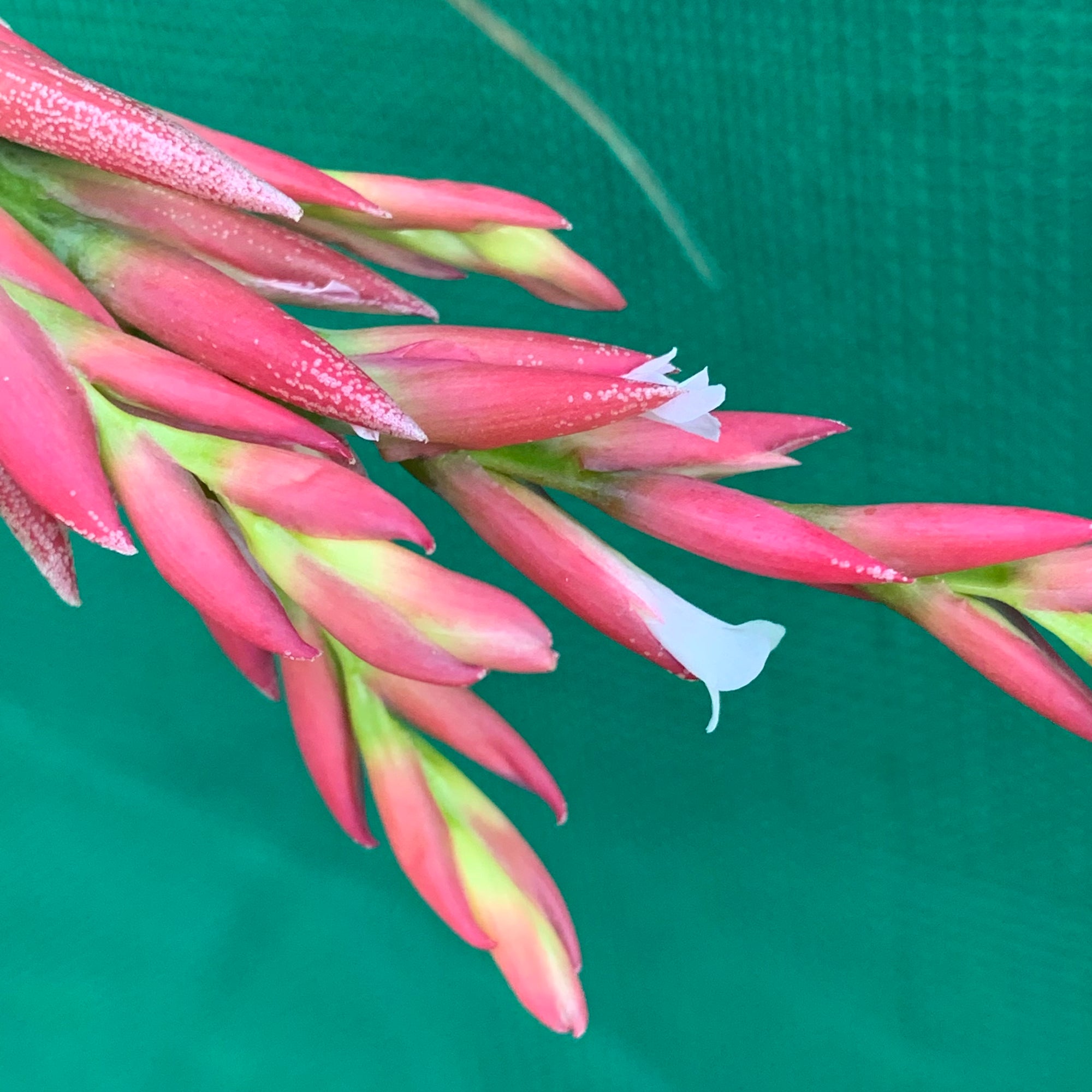 Tillandsia - stricta x vernicosa ex. BG