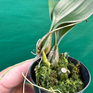 Orchid - Bulbophyllum longissimum NEW