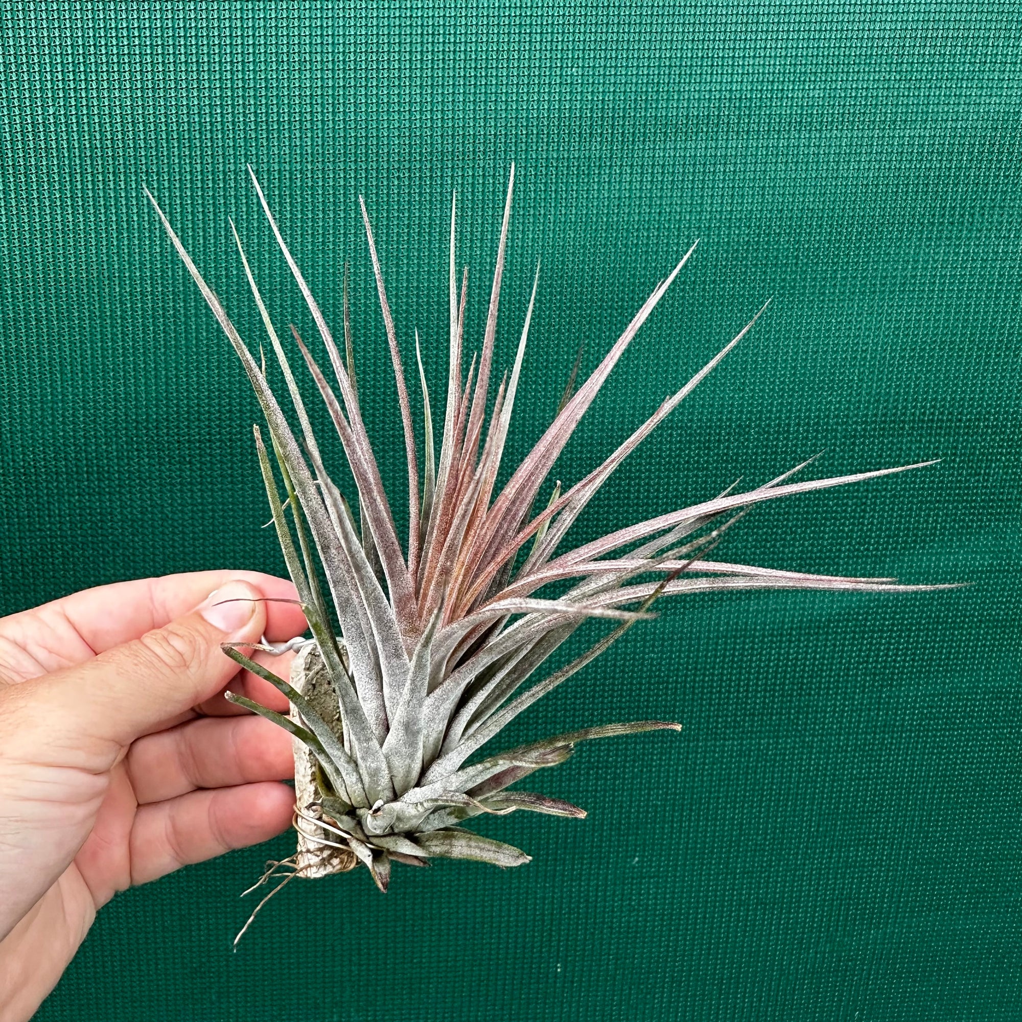 Tillandsia - Curra ex. BD NEW