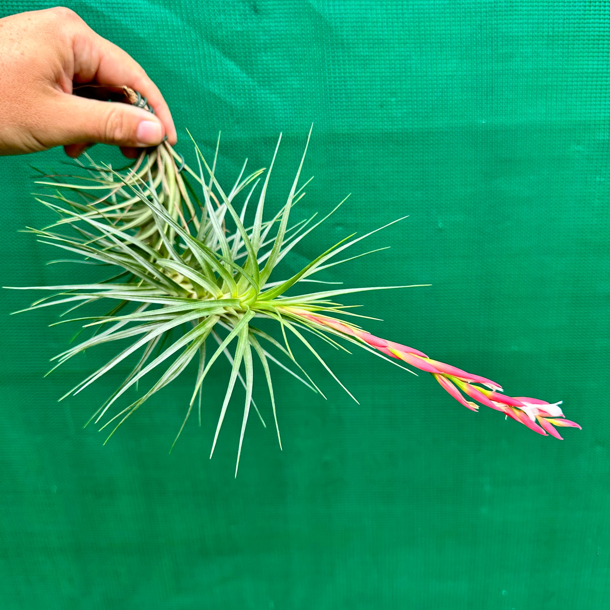 Tillandsia - Holm’s Starlet ex. PT