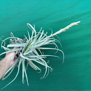 Tillandsia - Don Malarkey RFI ex. PT NEW