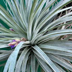 Tillandsia - Gardicta ex. CL