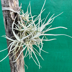 Tillandsia - chusgonensis NEW